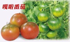 嘎啦番茄