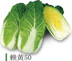 賴黃