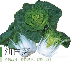 油白菜